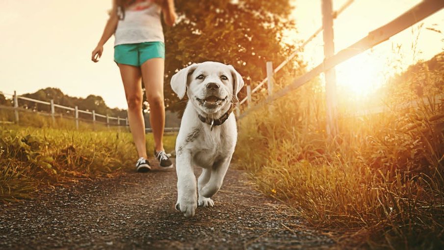 Thumbnail for A fine mess: Why councils must crack down on pet owners who won’t clean up