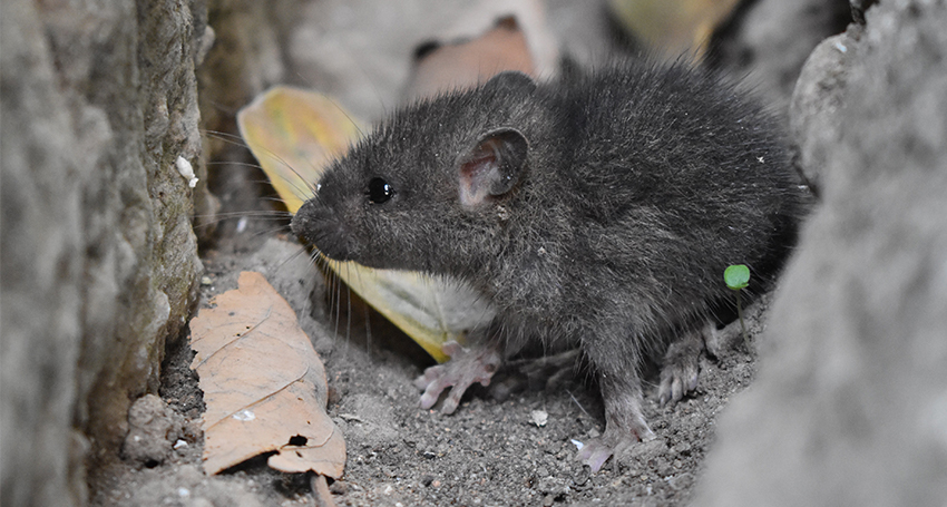 Thumbnail for We’ve had droughts, fires and floods, now here comes the mouse plague