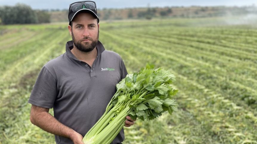 Thumbnail for Produce prices to spike after bid for thousands of pickers netted less than 500