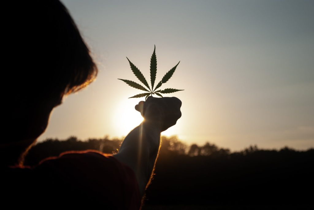 Thumbnail for University discovers a new use for cannabis – but don’t try this at home