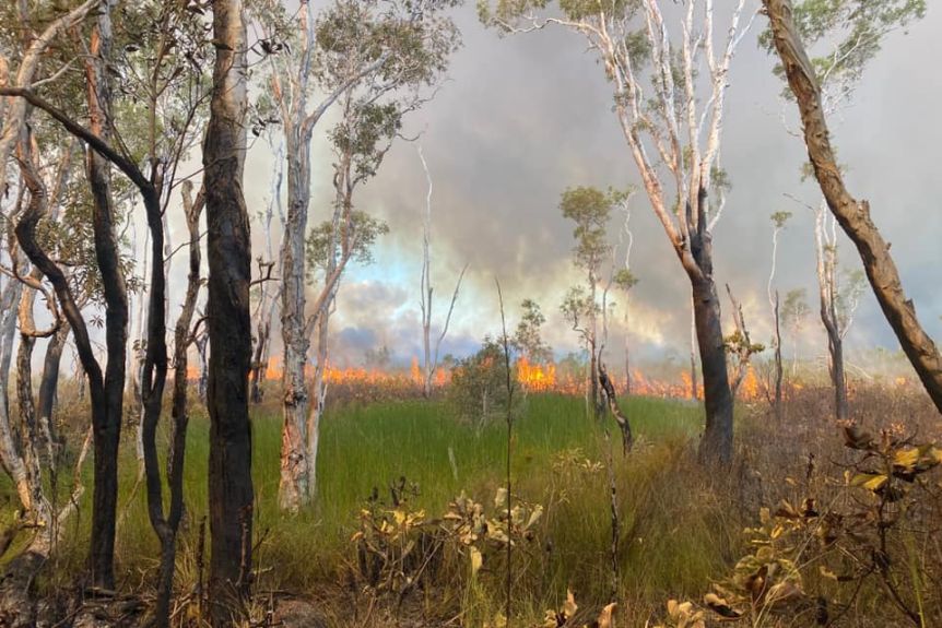Thumbnail for Men fined for lighting campfire that caused Fraser Island to burn for two months