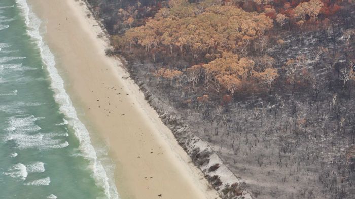 The bushfire on N'gari caused widespread damage. Photo: ABC