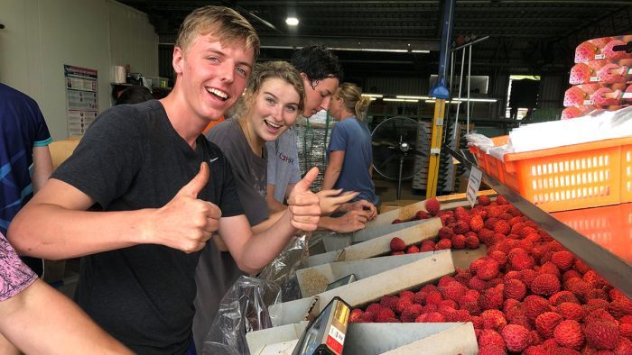 University students like Max Manassero are addressing some of the farm labour shortage. Photo: ABC