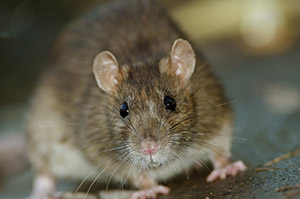 Thumbnail for How a group of Aussie scientists used a plague to stop the rodents smelling a rat