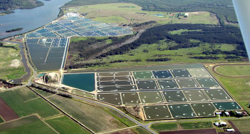 Thumbnail for Prawn farm launches $40 million suit over white spot losses