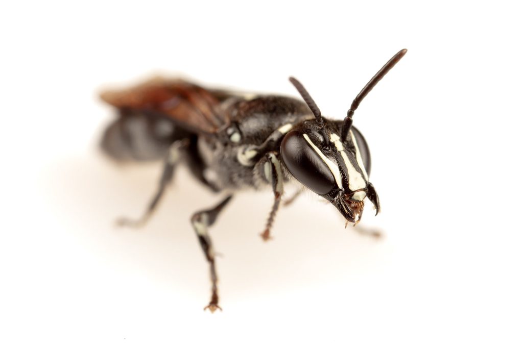 Thumbnail for Rare bees found in Queensland after not being seen for a century