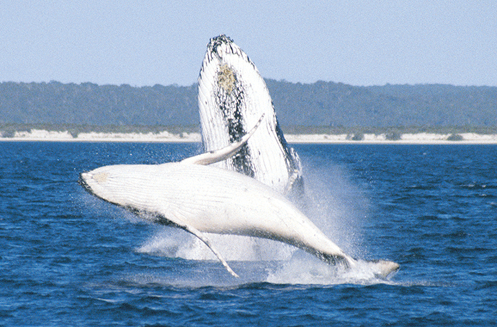 Thumbnail for How recognition technology has put a whole new face on whale watching