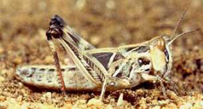 Scientists have warned that early summer rains have created the perfect environment for a locust plague in Queensland. (Source: Federal Department of Agriculture, Water and the Environment)