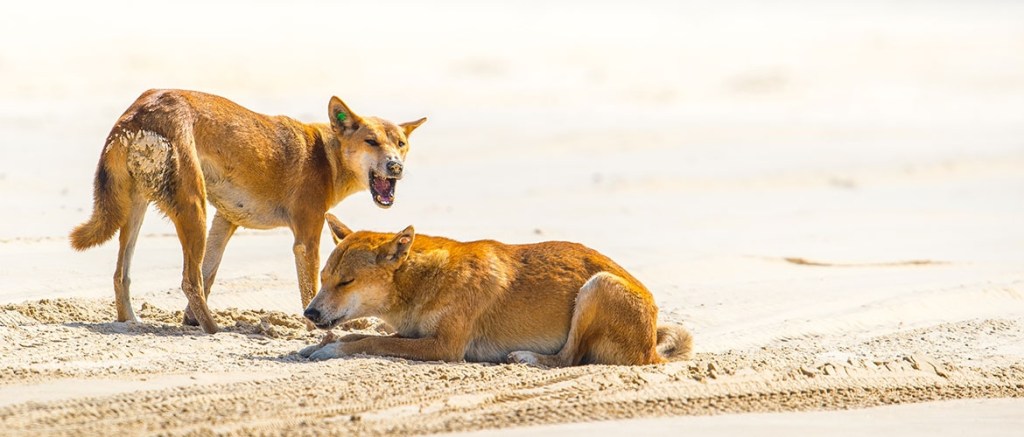 Thumbnail for Dingo attacks young boy on Fraser Island