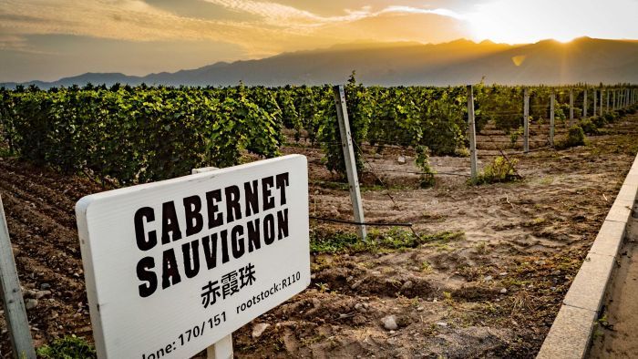 Thumbnail for Red wine prices tipped to plummet as exports to China trickle to a halt