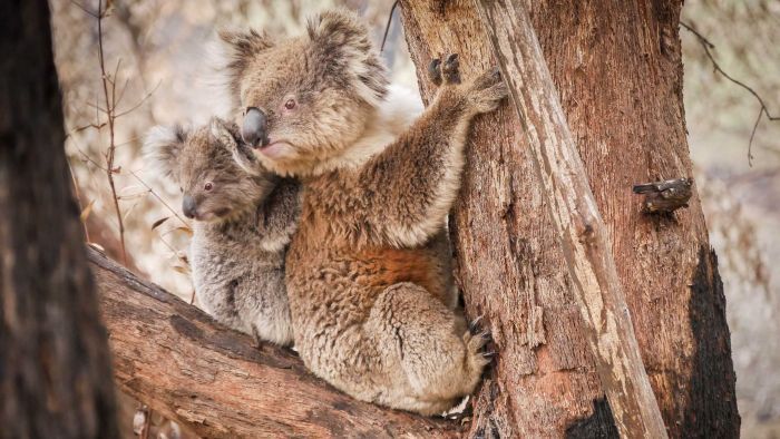 Thumbnail for With a housing crisis and 2.2 million more people, where will we put our koalas?