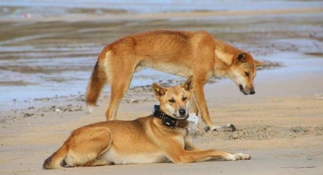 Thumbnail for Fraser Island dingoes to get camera collars, GPS tracking devices