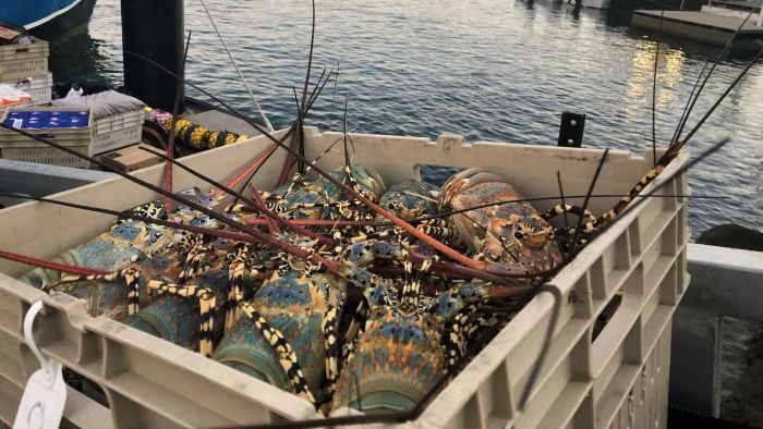 Rock lobsters continue to gather strength in North Queensland amid declining growth for the industry nationally. Photo: ABC