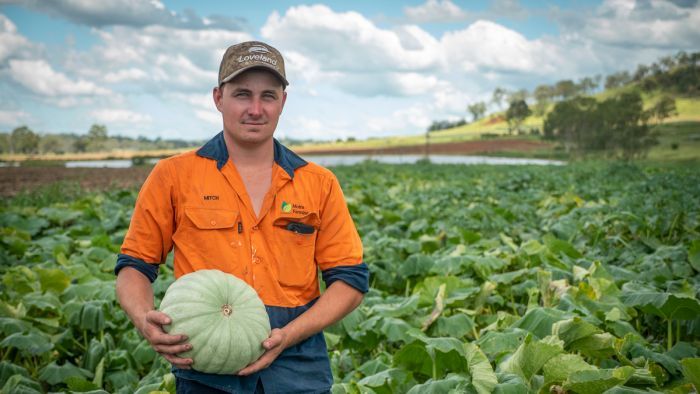 Thumbnail for Worker shortage taking a heavy toll on farmers, as well as on their crops