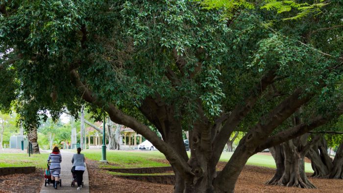 Ladies pushing prams go on a morning walk in New Farm park by the Brisbane River. Photo: ABC