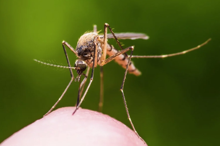 Thumbnail for Now a menace from the north: Ross River virus found in south-east Qld