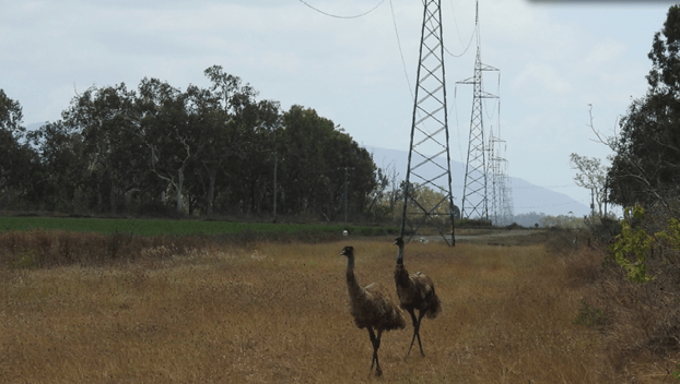 Powerlink's transmission network covers Australia's most decentralised and disaster-prone state. (Photo: Powerlink)