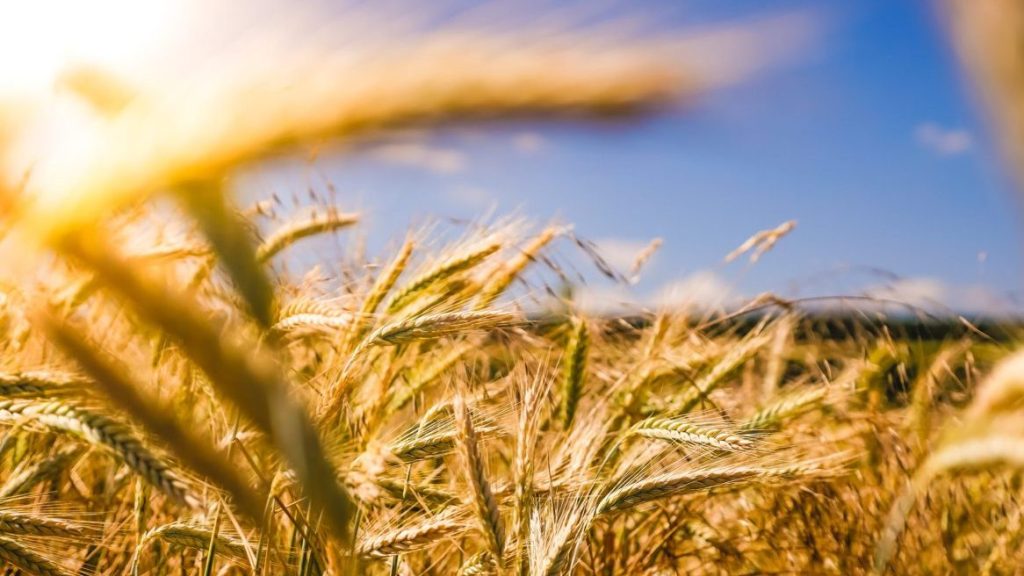 Thumbnail for Farmer wants a life: Ag bodies keen to engage in zero emissions plan