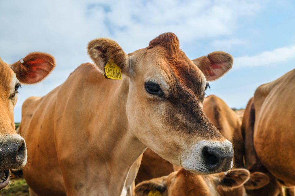 Thumbnail for Carve farmers out of net zero emissions target, say Nationals