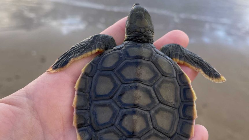 The Department of Environment and Science says several flatback turtles have washed up on central Queensland beaches after eating plastic. Photo: DES