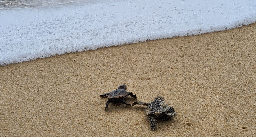 Mystify's hatchlings entering the ocean. (Image: supplied)