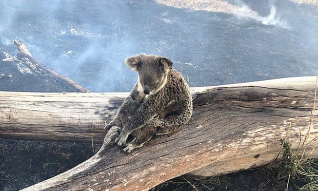 Thumbnail for From the ashes: Secret report casts doubt over cause of fire that razed Binna Burra