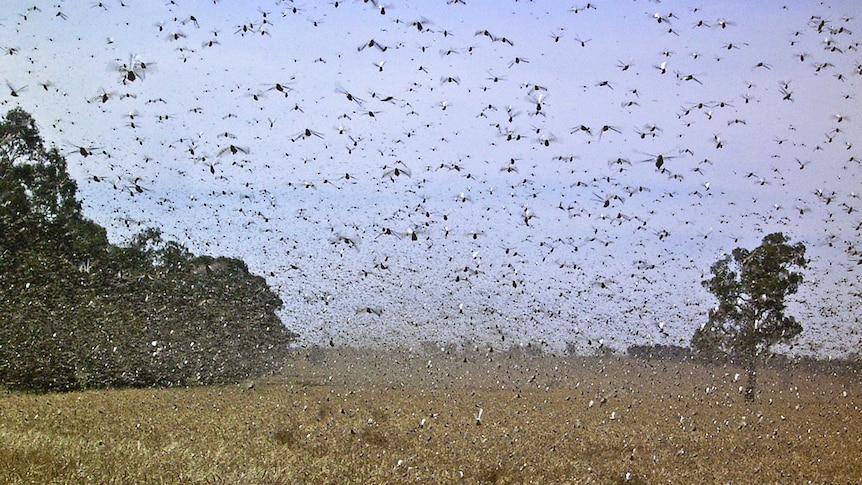 Thumbnail for Dead zone: Grazing land where grass refuses to grow, despite good rains