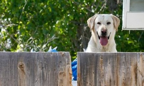 Thumbnail for Year of living neighbourly: Australians looking across the back fence for friendship