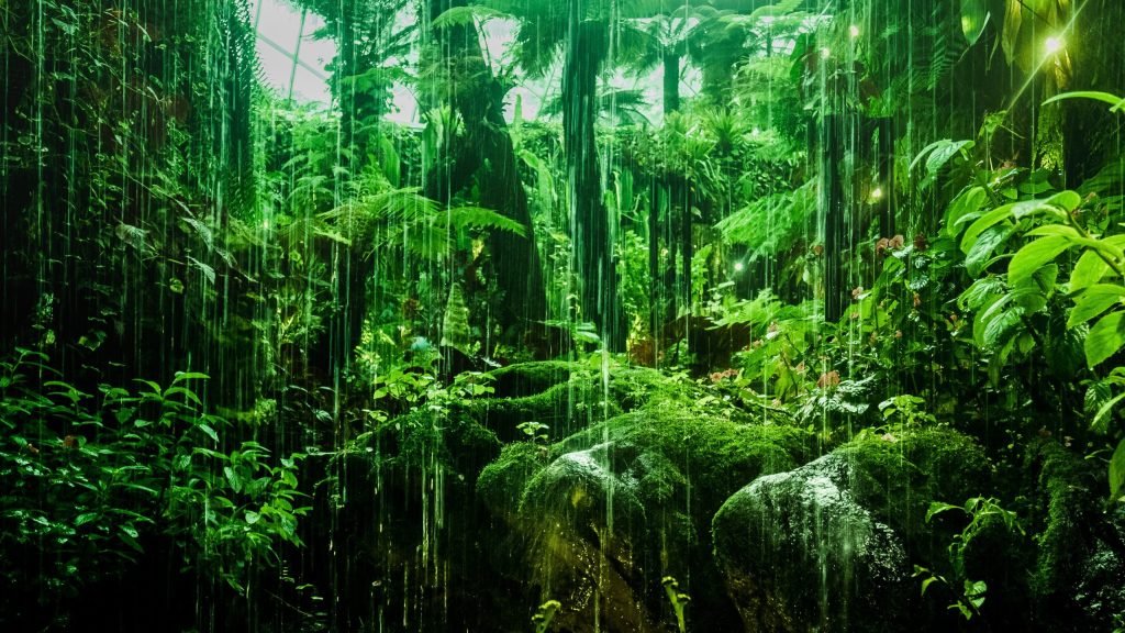 Thumbnail for Queensland rainforests could be birthplace of ‘second CSL’
