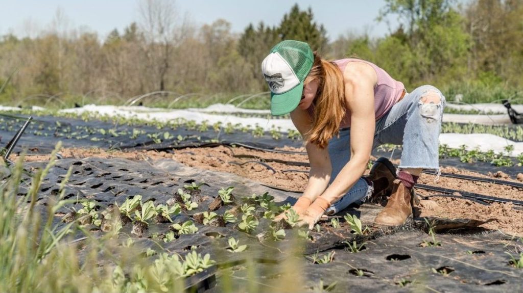 Thumbnail for Farmers and labour hire ‘on notice’ over pay breaches, says Fair Work