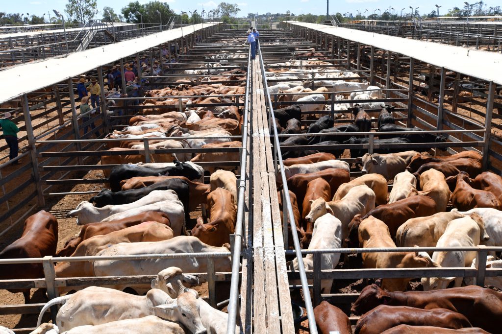 Thumbnail for Taking stock: Beef industry at crossroads, set to change course