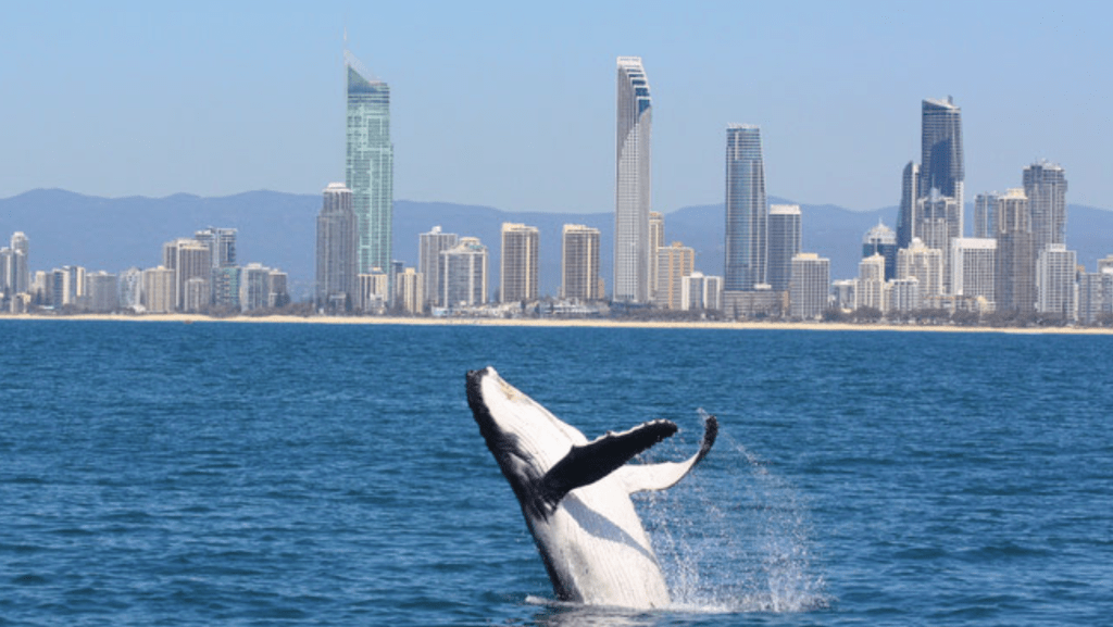 Thumbnail for Even migrating whales think the Gold Coast is perfect party town
