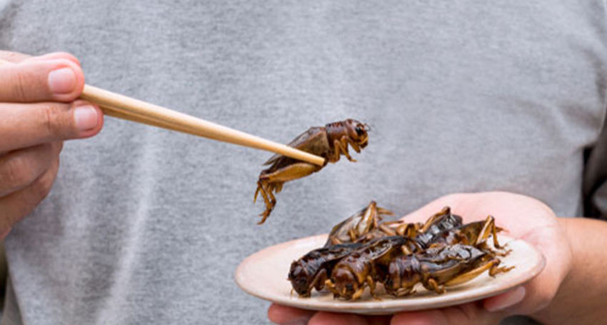 Thumbnail for Tummy bugs: Australia can cash in on appetite for edible insects