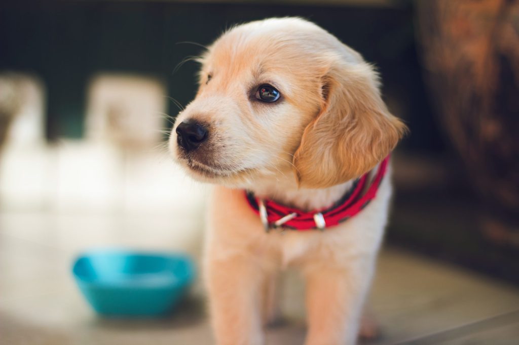 Thumbnail for RSPCA pushes for better animal cruelty laws