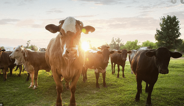 Thumbnail for Greener pastures: How farming is turning kids away from crime