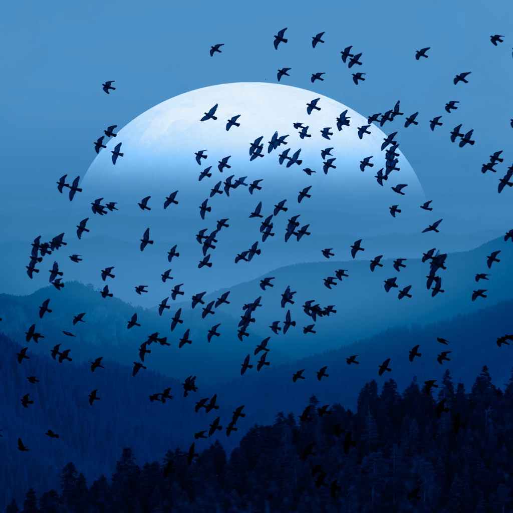 Thumbnail for Hitchcock was right: Aussie study finds six birds on Earth for every human