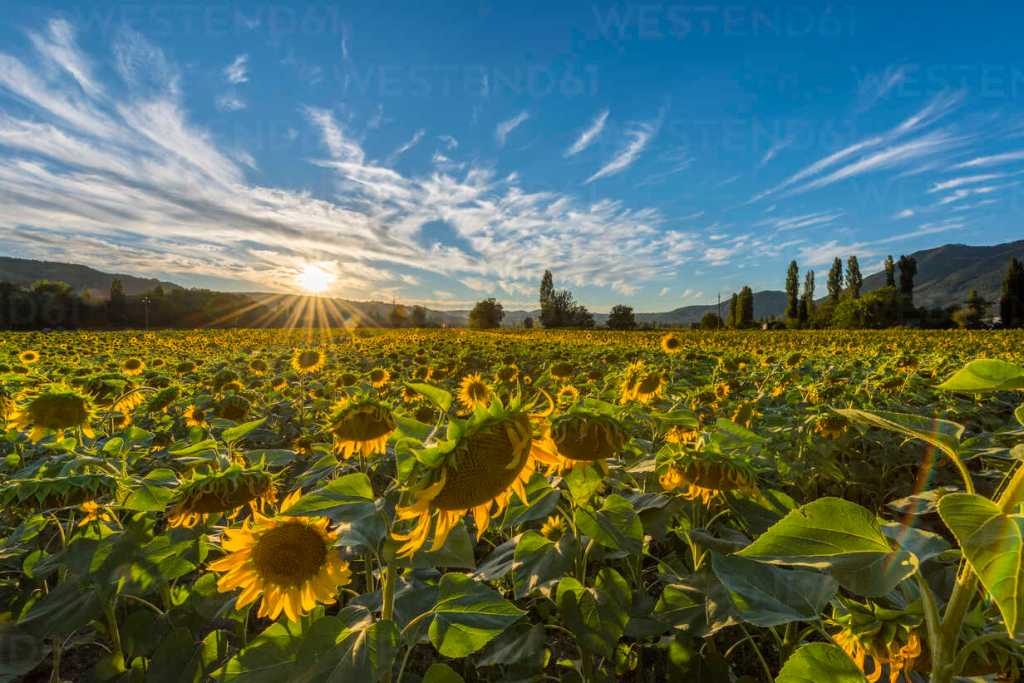 Thumbnail for Fresh fields: The plan to turbo-charge Queensland’s $43b food bowl by 2030