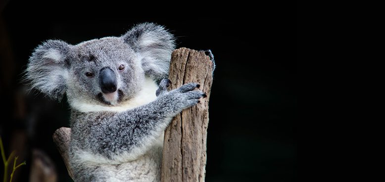 Thumbnail for Government clears way for ‘second M1’ with koala conservation zone