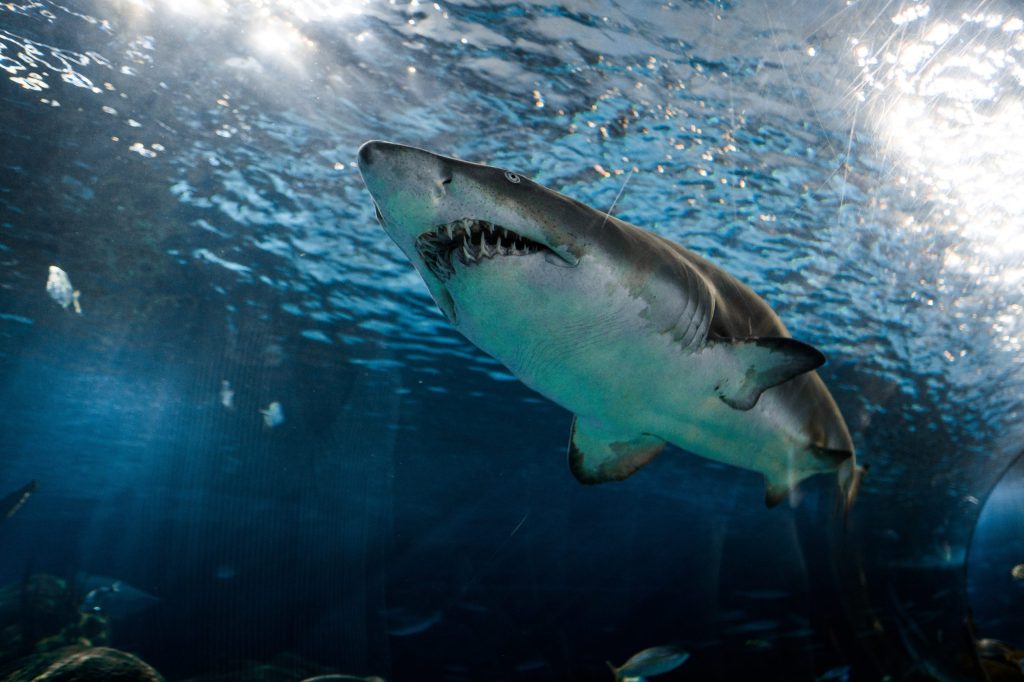 Thumbnail for Surfer dies in shark attack on NSW coast