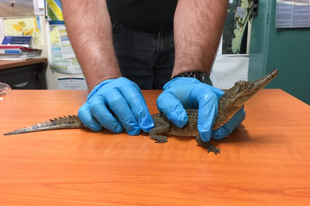 Thumbnail for How this baby croc turned up thousands of kilometres from home