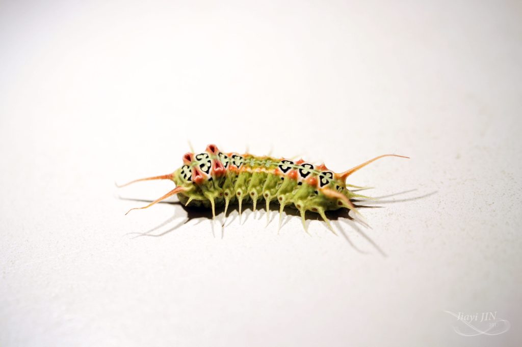 Thumbnail for Meet the hairy Brisbane caterpillar helping to unlock medical secrets