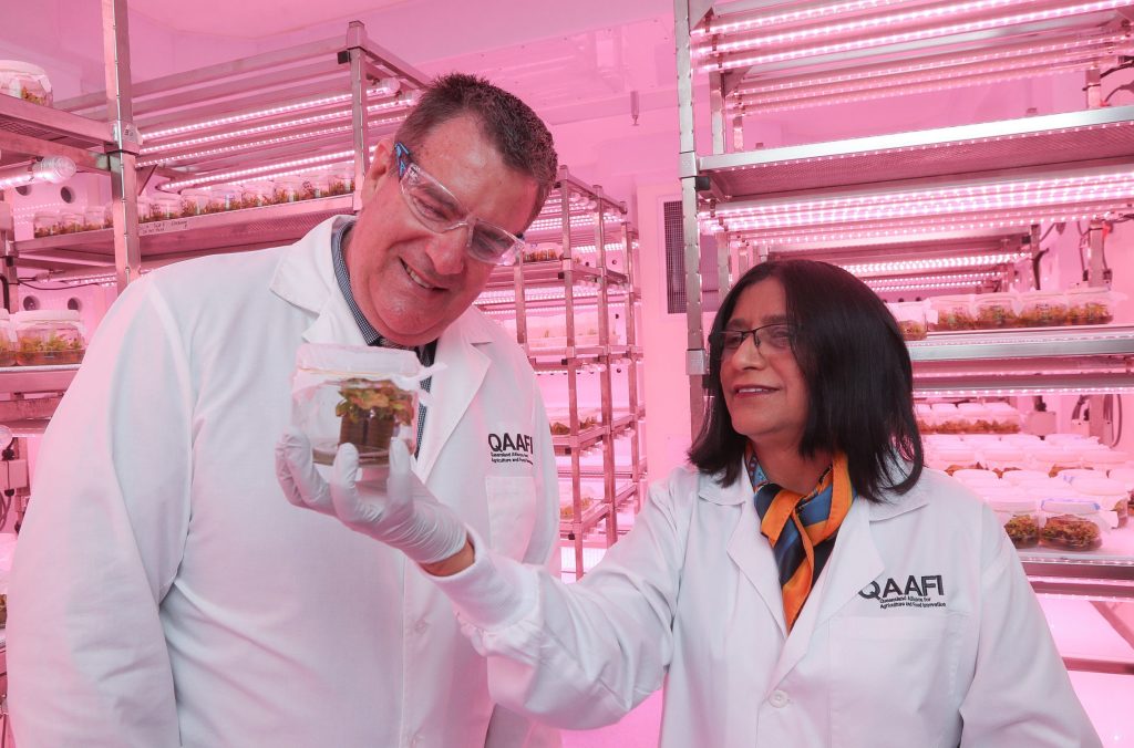 Thumbnail for Smashing it: New technology makes Queensland the toast of avocado industry