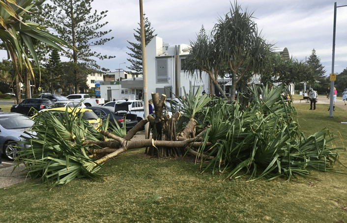 Thumbnail for Killer views: Gold Coast fury as historic palms destroyed by ‘criminals’