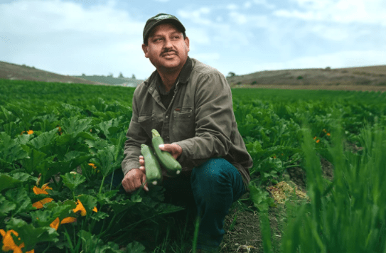 Thumbnail for $1 an hour: Hired to pick zucchinis, workers being paid peanuts