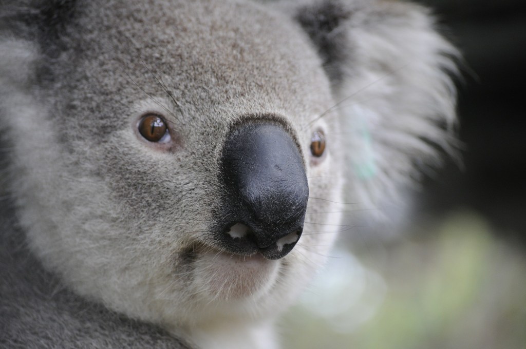 Thumbnail for Face is familiar: Researchers learn to tell our koalas apart in order to keep them safe