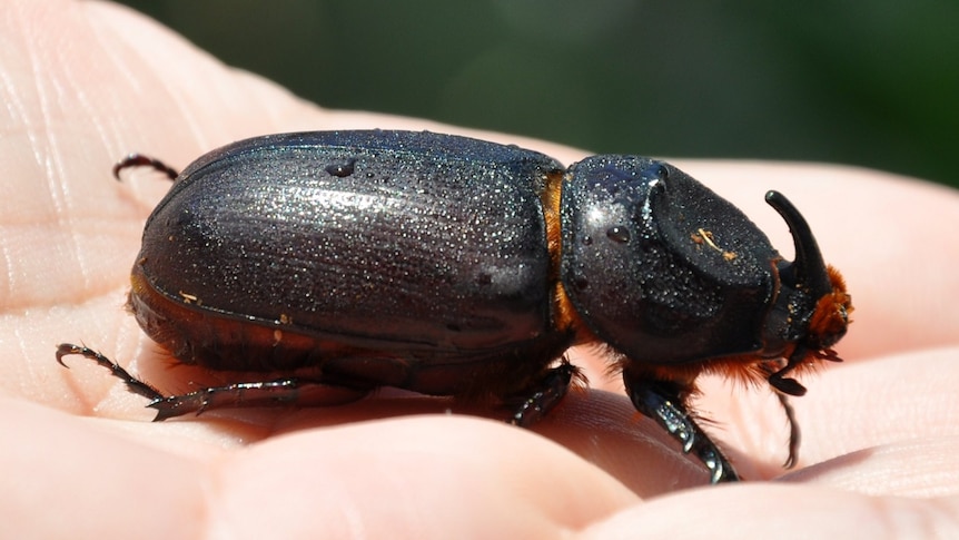 Thumbnail for Is our wobbly biosecurity shield strong enough to keep out this giant beetle?