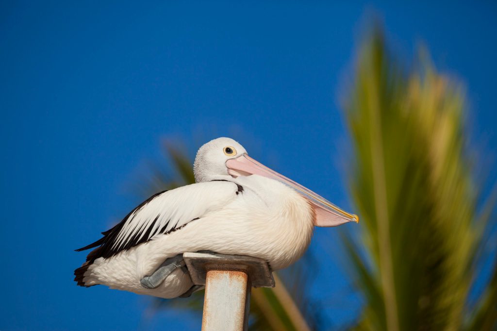 Thumbnail for Pelicans and the plastic pandemic – now masks multiply threat to birdlife