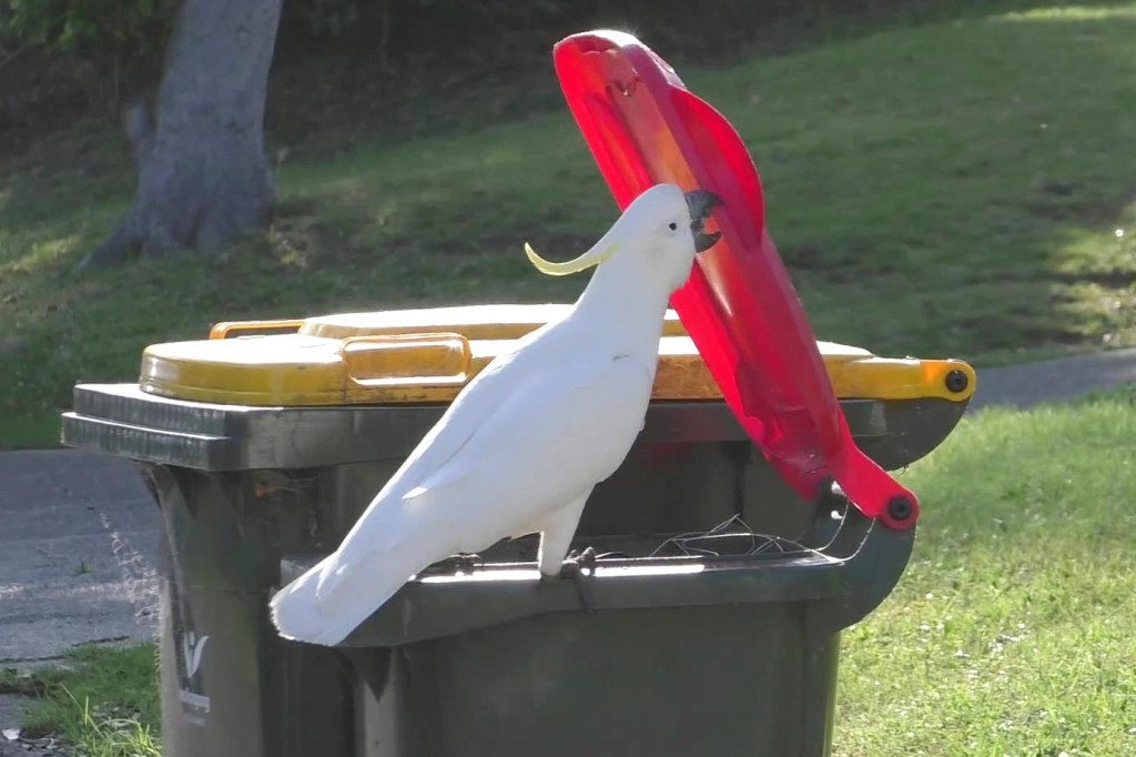 Thumbnail for Bird flu’s arrival in Australia is ‘unavoidable’ – government unveils $100m plan to protect country