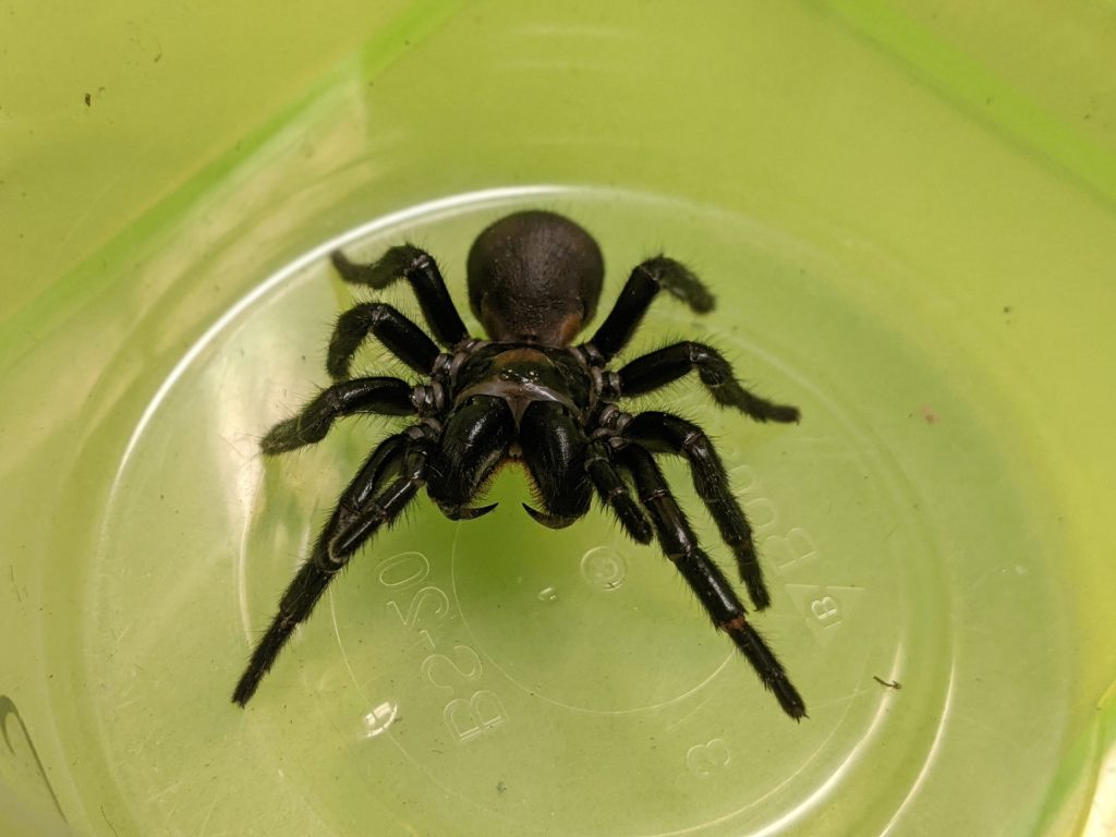 Thumbnail for Deadly Fraser Island spider could help you survive a heart attack