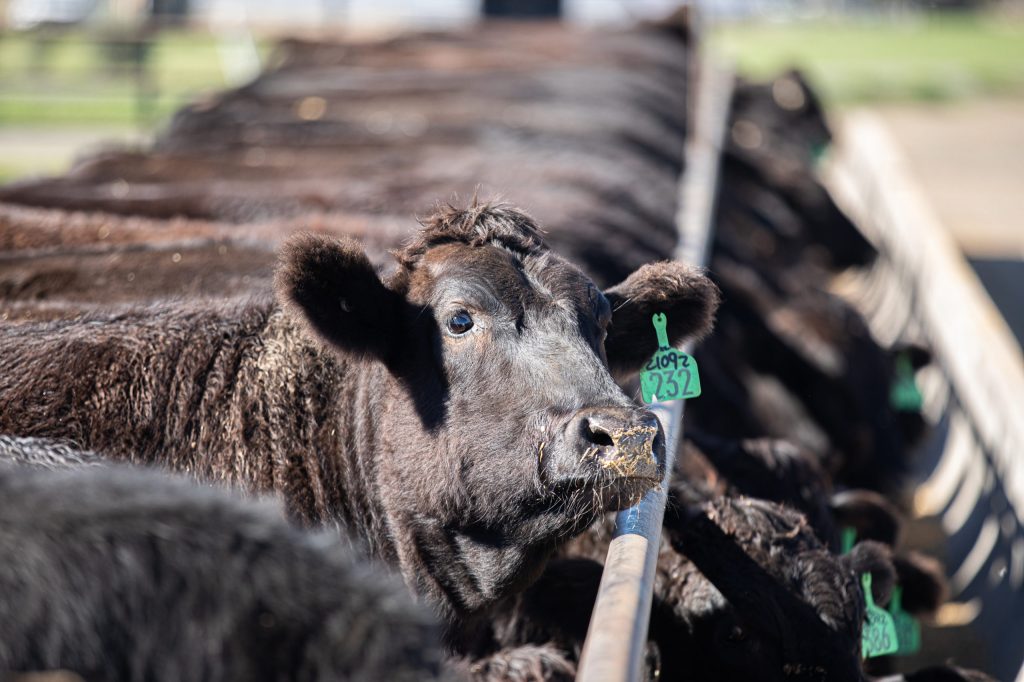Thumbnail for Sweet and sour: Why two banks have sustainable beef on (and off) the menu